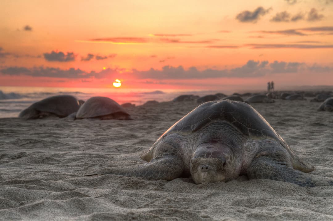 https://a.storyblok.com/f/302737/6600x4386/a1df4efe48/turtle-on-beach-with-sunset.jpg