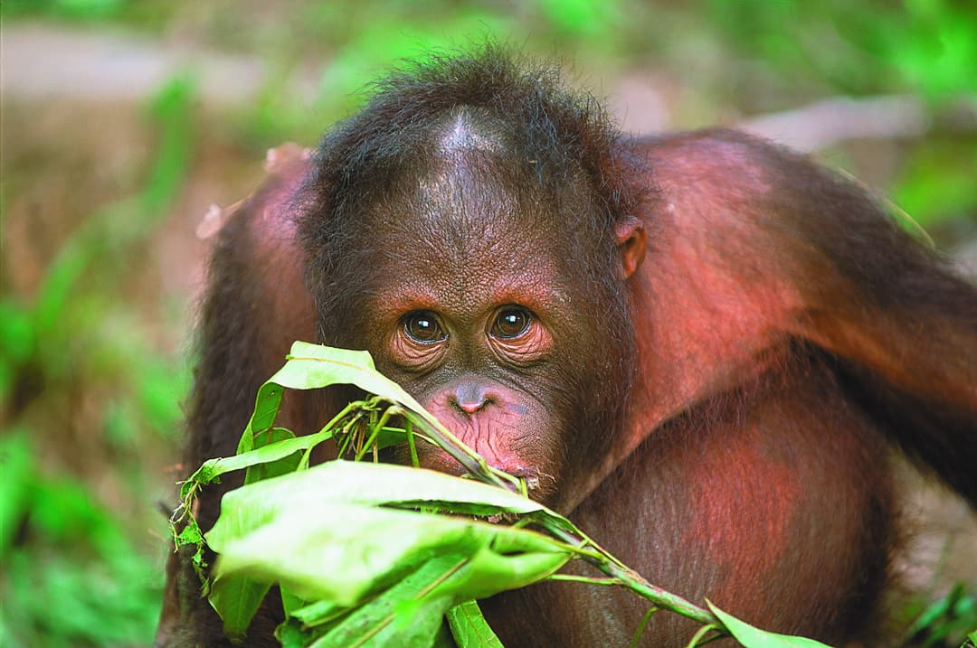 https://a.storyblok.com/f/302737/2601x1727/042f341e12/orangutan-eating-leaves-sepilok-sandakan-sabah-malaysia-borneo.jpg