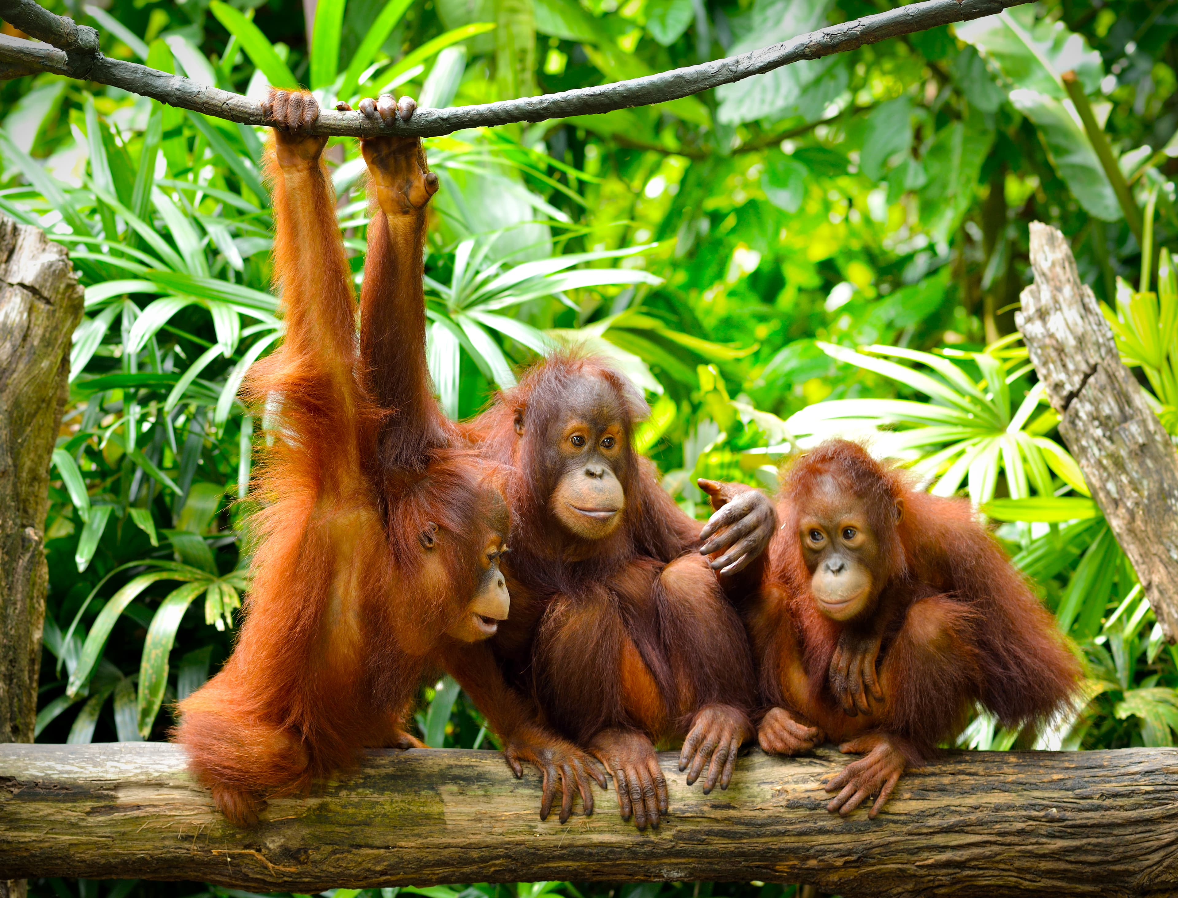 Borneos Wildlife, Orangutanger, Mount Kinabalu